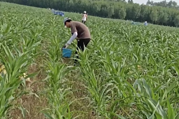 水稻孕穗期能打二甲灭草松吗，通常不可以