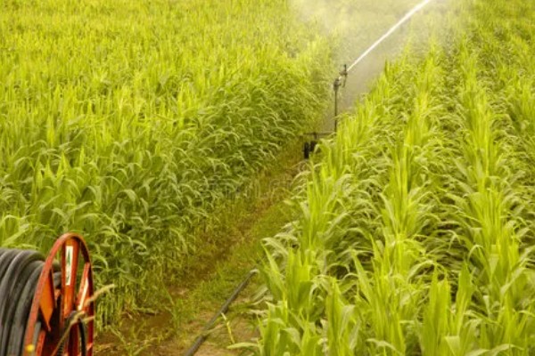 水稻孕穗期能打二甲灭草松吗，通常不可以