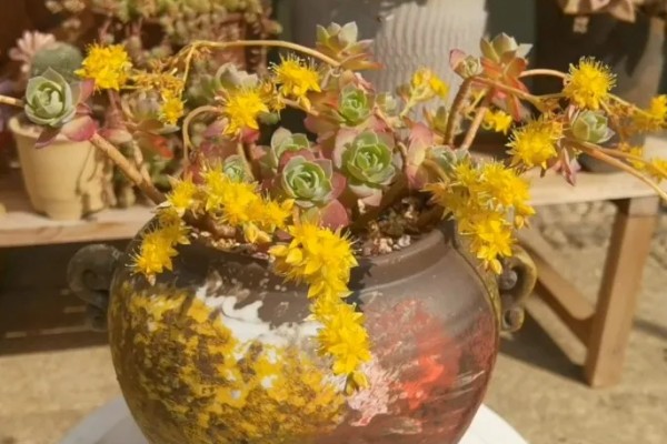 薄化妆开花后如何处理，剪除花剑有利于后期管理