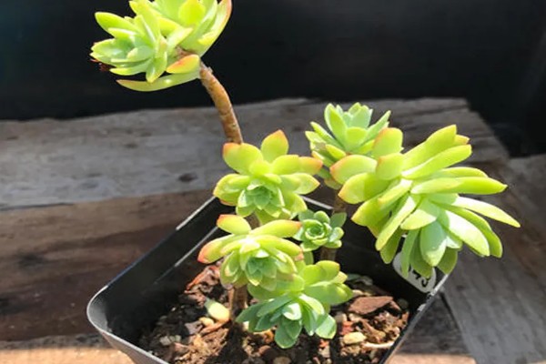 薄化妆开花后如何处理，剪除花剑有利于后期管理