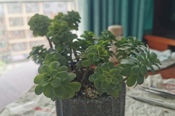 薄化妆开花后如何处理，剪除花剑有利于后期管理