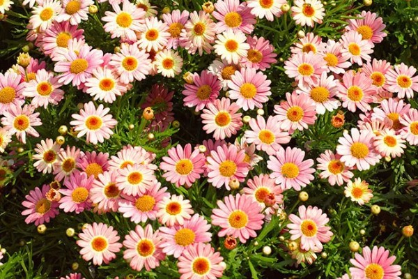 玛格丽特花的花期，在10月开花来年5月结束