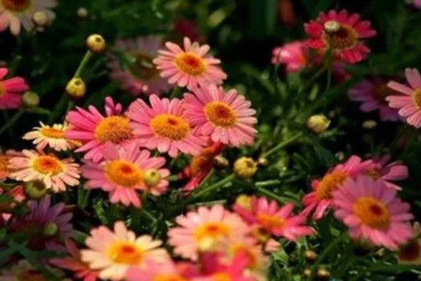 玛格丽特花的花期，在10月开花来年5月结束