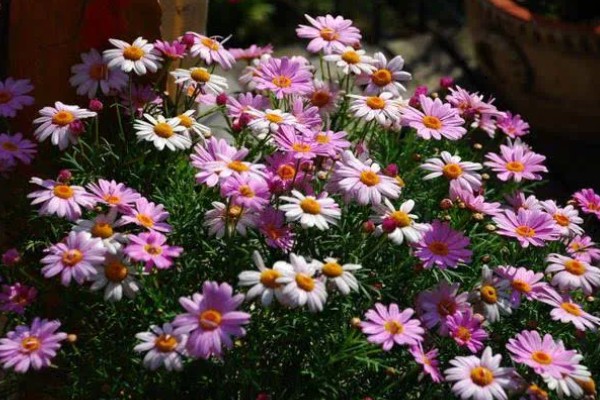 玛格丽特花的花期，在10月开花来年5月结束