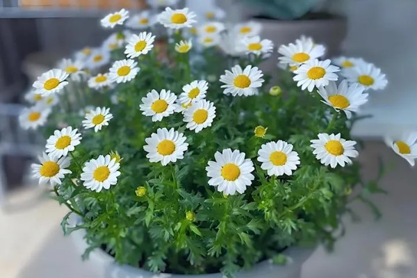 幸福花的简介，是指雏菊寓意永远的快乐