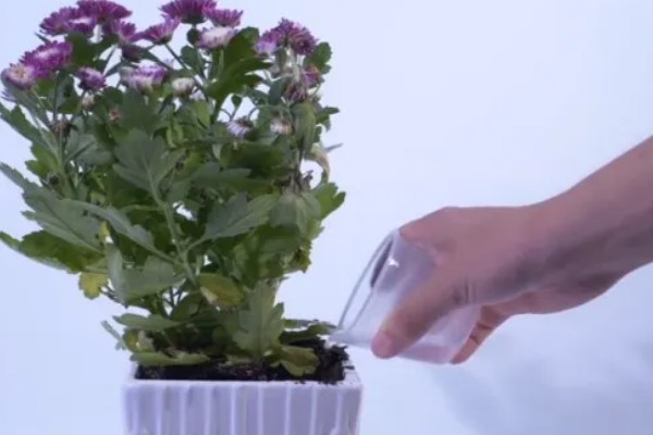 幸福花的简介，是指雏菊寓意永远的快乐
