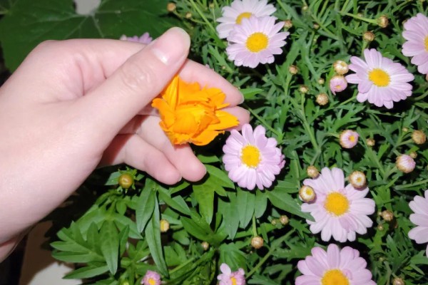 玛格丽特花的花期，在10月开花来年5月结束