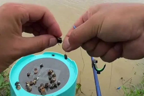 钓青鱼的技巧，作钓前1-3天投放窝料