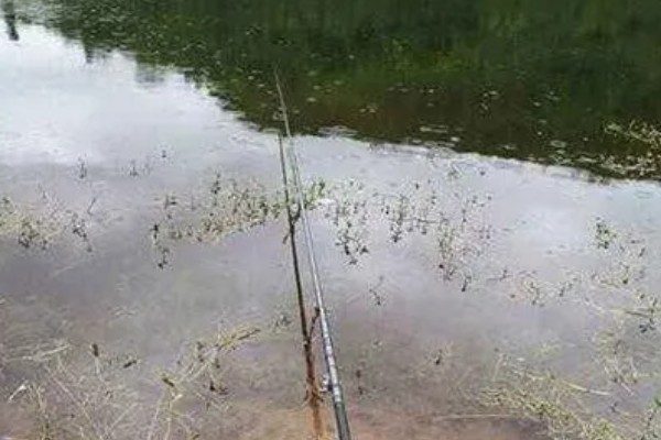 钓青鱼的技巧，作钓前1-3天投放窝料