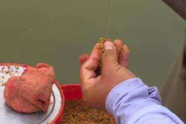 钓青鱼的技巧，作钓前1-3天投放窝料