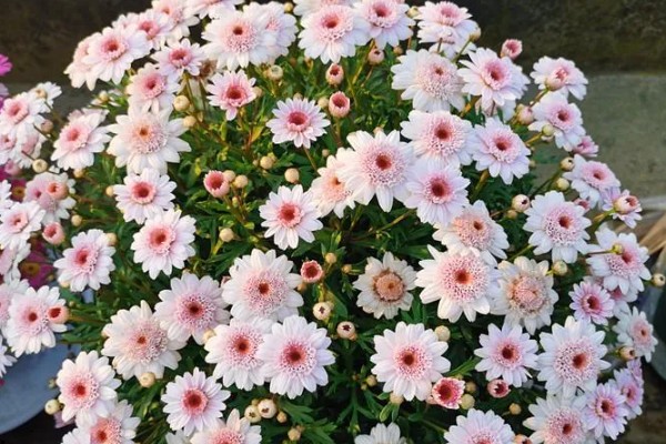 玛格丽特花的花期，在10月开花来年5月结束