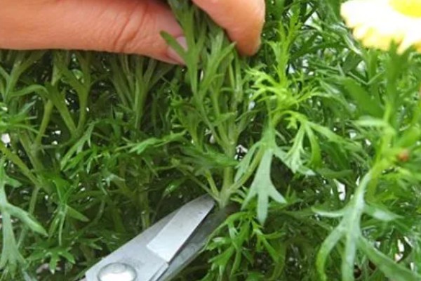 玛格丽特花的花期，在10月开花来年5月结束