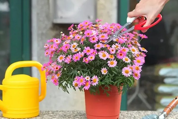 玛格丽特花的花期，在10月开花来年5月结束