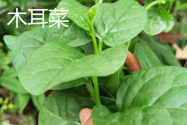 青菜的种类，常见的是菠菜、木耳菜等