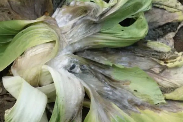 青菜的种类，常见的是菠菜、木耳菜等