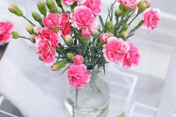 康乃馨花头能喷水吗，康乃馨花头不可喷水