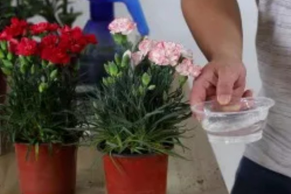 康乃馨花头能喷水吗，康乃馨花头不可喷水