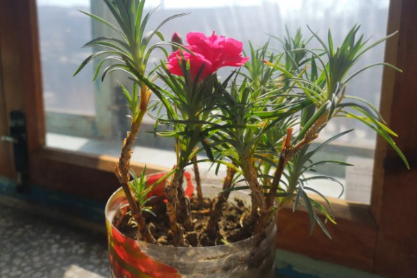康乃馨花头能喷水吗，康乃馨花头不可喷水