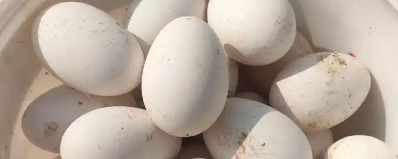 鹅蛋的孵化温度和湿度，适宜的温度为37.5℃