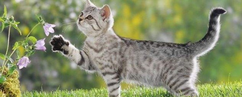 为什么猫咪屁股会出血，可能是异物划伤所致