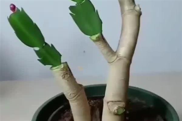 玉树能不能嫁接蟹爪兰，玉树可嫁接蟹爪兰