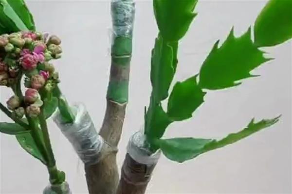 玉树能不能嫁接蟹爪兰，玉树可嫁接蟹爪兰