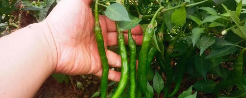 秦椒的口感，口感香醇适口