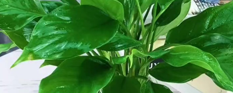 水养万年青的方法，夏季每隔2-3天换一次水