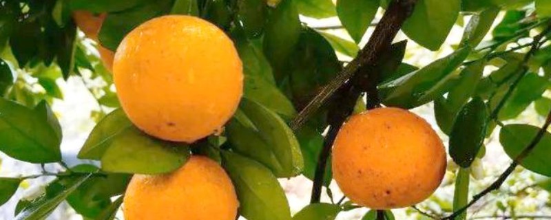 夏橙冬季施肥注意事项，冬季夏橙要施重肥