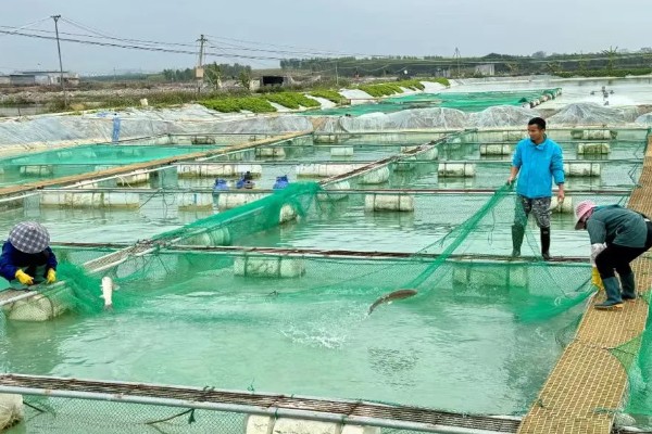 水产品养殖的种类，分为淡水养殖和海水养殖