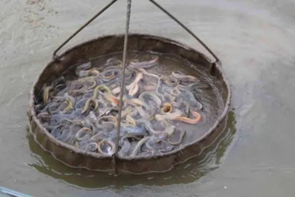 水产品养殖的种类，分为淡水养殖和海水养殖