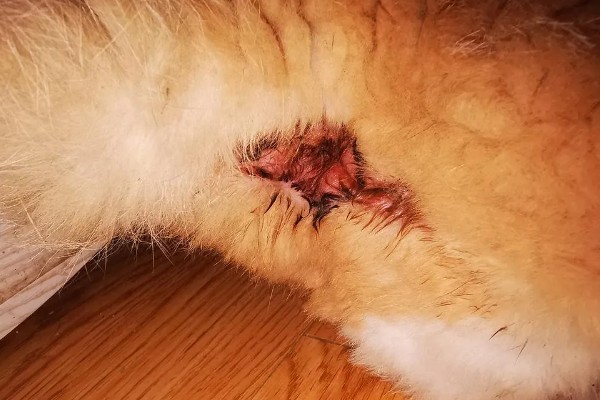 为什么猫咪屁股会出血，可能是异物划伤所致