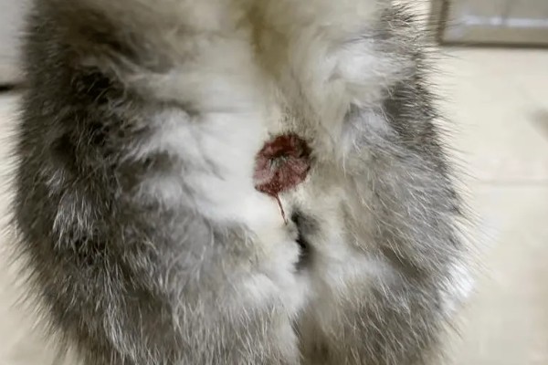 为什么猫咪屁股会出血，可能是异物划伤所致