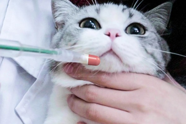 为什么猫咪屁股会出血，可能是异物划伤所致