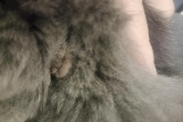 为什么猫咪屁股会出血，可能是异物划伤所致