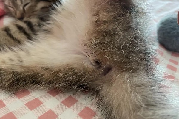 为什么猫咪屁股会出血，可能是异物划伤所致