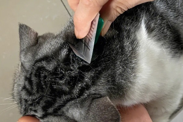 为什么猫咪屁股会出血，可能是异物划伤所致