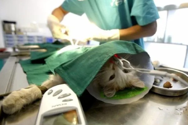 为什么猫咪屁股会出血，可能是异物划伤所致