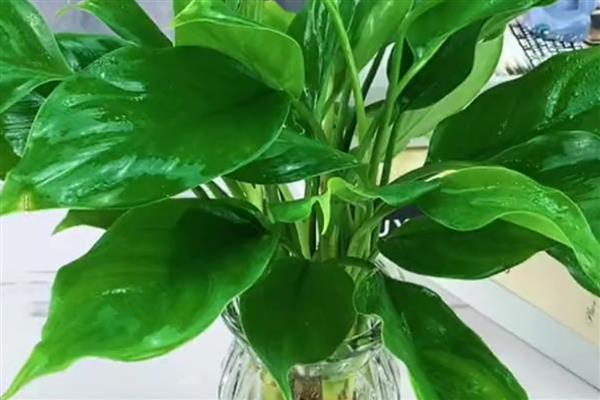 水养万年青的方法，夏季每隔2-3天换一次水