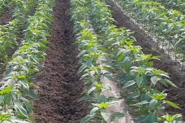 秦椒的口感，口感香醇适口