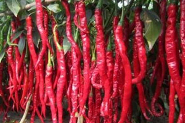 秦椒的口感，口感香醇适口