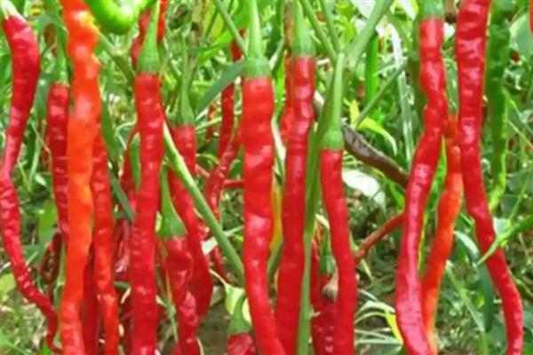 秦椒的口感，口感香醇适口