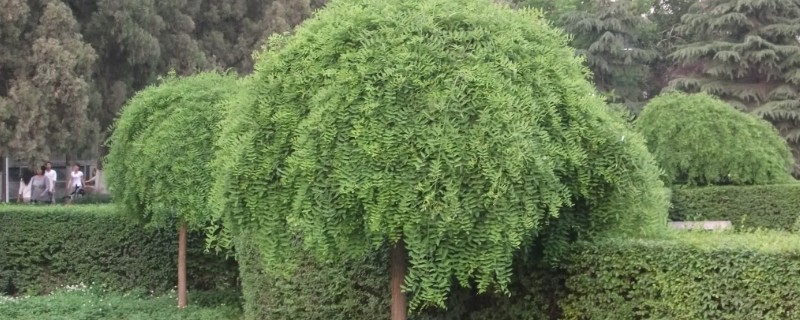 龙爪槐是什么植物，是国槐的芽变品种