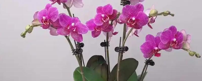 蝴蝶兰的养殖方式，施肥要薄肥勤施