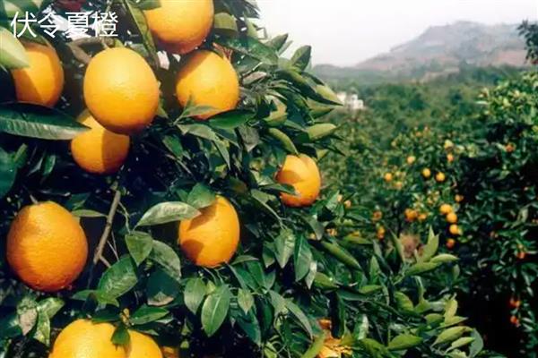 夏橙冬季施肥注意事项，冬季夏橙要施重肥