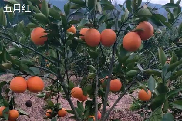 夏橙冬季施肥注意事项，冬季夏橙要施重肥
