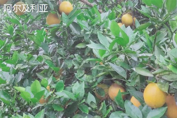 夏橙冬季施肥注意事项，冬季夏橙要施重肥