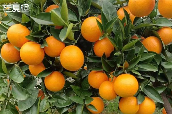 夏橙冬季施肥注意事项，冬季夏橙要施重肥