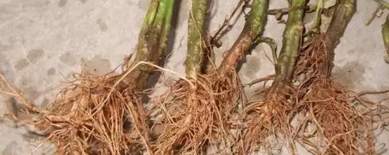 番茄根部病害及防治方法，常见的有根结线虫病、枯萎蔫病等