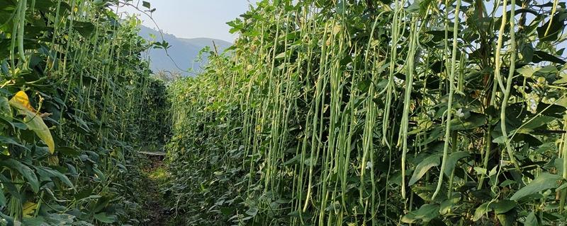 长豆角开花期的管理方法，要控制好环境温度